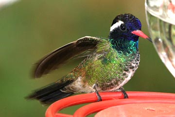 White-eared Hummingbird