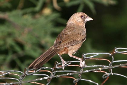 Abert's Towhee Photo @ Kiwifoto.com