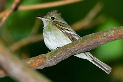 Acadian Flycatcher Image @ Kiwifoto.com