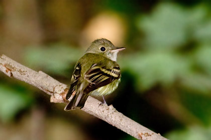 Acadian Flycatcher Photo @ Kiwifoto.com
