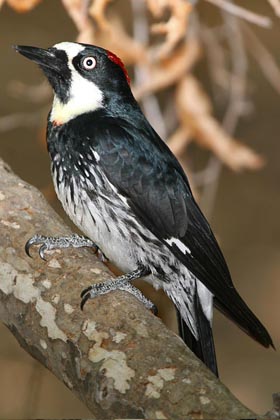 Acorn Woodpecker