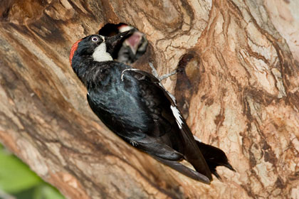 Acorn Woodpecker (feeding chick)