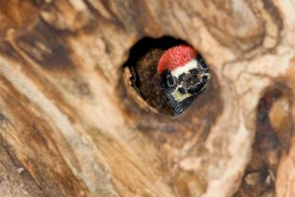 Acorn Woodpecker (chick)