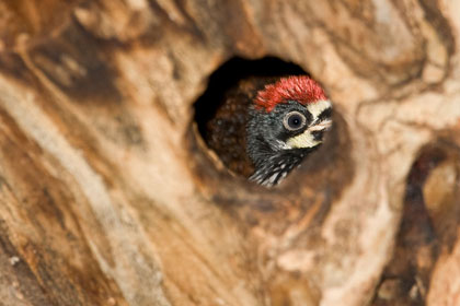 Acorn Woodpecker (chick)