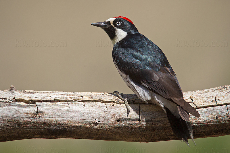 Acorn Woodpecker Image @ Kiwifoto.com