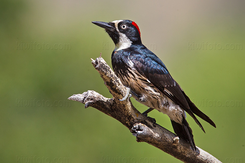 Acorn Woodpecker Photo @ Kiwifoto.com