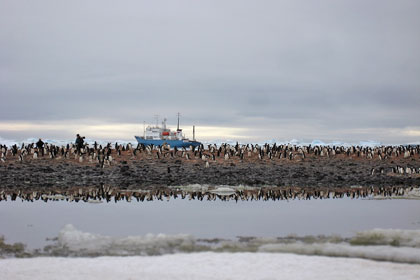 Adelie Penguin Image @ Kiwifoto.com