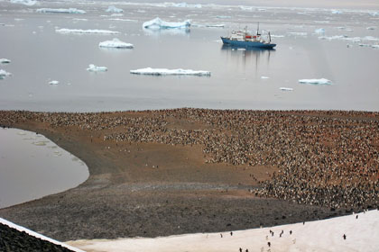 Adelie Penguin Image @ Kiwifoto.com