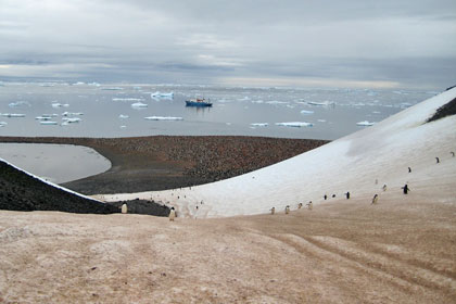 Adelie Penguin Image @ Kiwifoto.com