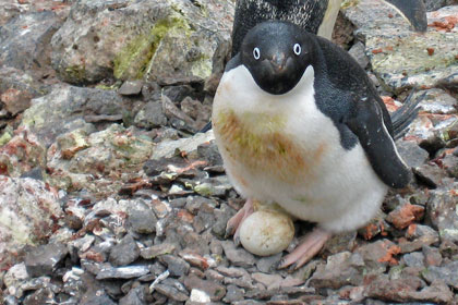 Adelie Penguin Image @ Kiwifoto.com