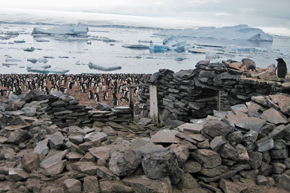 Adelie Penguin Picture @ Kiwifoto.com