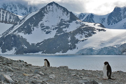 Adelie Penguin Picture @ Kiwifoto.com