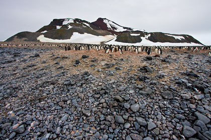 Adelie Penguin Photo @ Kiwifoto.com