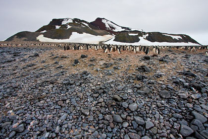 Adelie Penguin Picture @ Kiwifoto.com