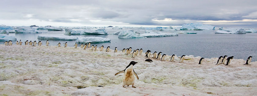 Adelie Penguin Image @ Kiwifoto.com