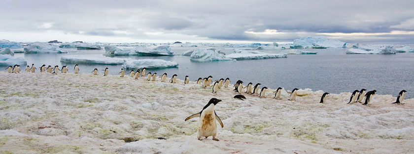 Adelie Penguin Photo @ Kiwifoto.com