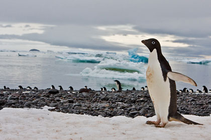 Adelie Penguin Image @ Kiwifoto.com