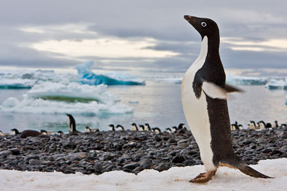 Adelie Penguin Image @ Kiwifoto.com