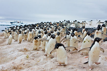 Adelie Penguin Image @ Kiwifoto.com