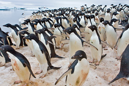 Adelie Penguin Image @ Kiwifoto.com