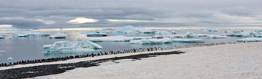 Adelie Penguin Picture @ Kiwifoto.com