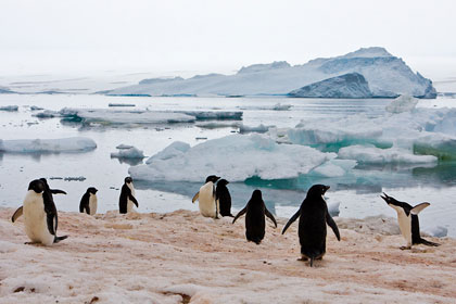 Adelie Penguin Picture @ Kiwifoto.com