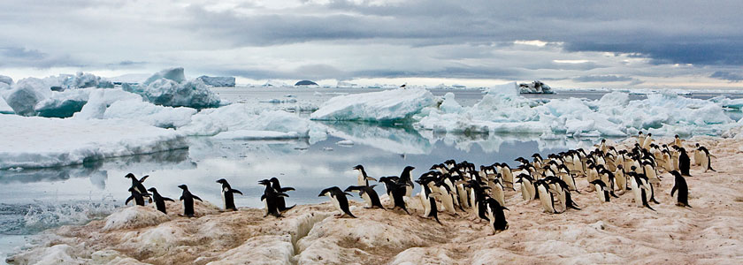 Adelie Penguin Photo @ Kiwifoto.com