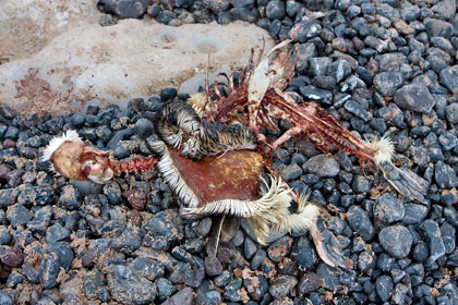 Adelie Penguin (carcass)