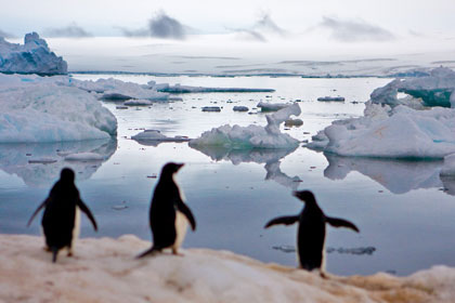 Adelie Penguin Image @ Kiwifoto.com