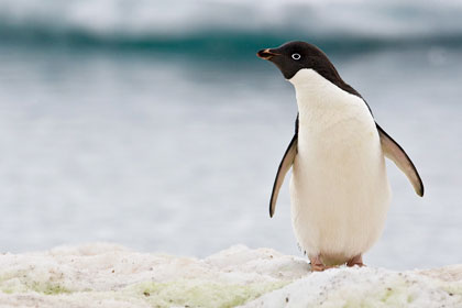 Adelie Penguin Image @ Kiwifoto.com