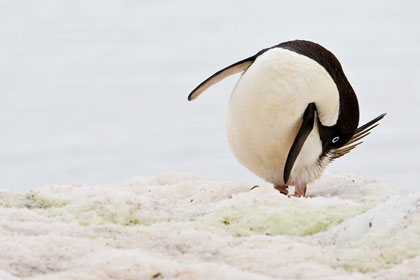 Adelie Penguin Image @ Kiwifoto.com