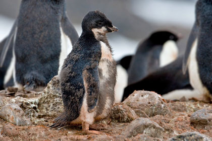 Adelie Penguin (chick)