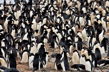 Adelie Penguin Picture @ Kiwifoto.com