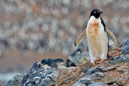 Adelie Penguin Image @ Kiwifoto.com