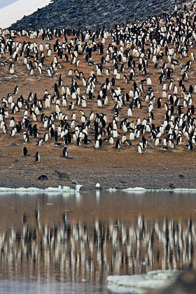 Adelie Penguin Image @ Kiwifoto.com