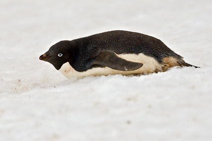 Adelie Penguin Image @ Kiwifoto.com