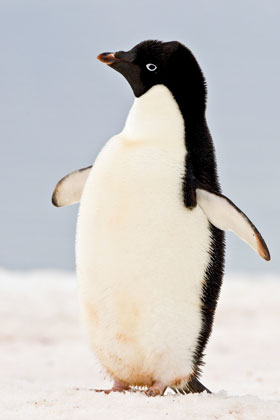 Adelie Penguin Photo @ Kiwifoto.com