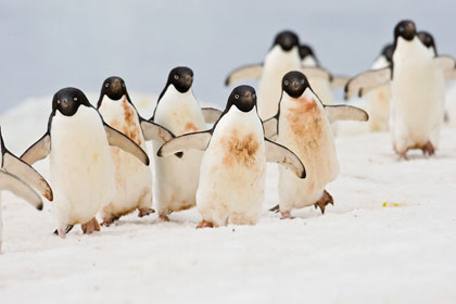 Adelie Penguin Picture @ Kiwifoto.com