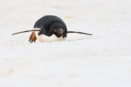 Adelie Penguin Picture @ Kiwifoto.com