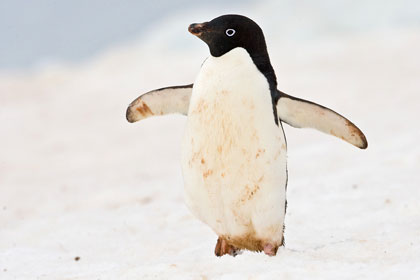 Adelie Penguin Image @ Kiwifoto.com