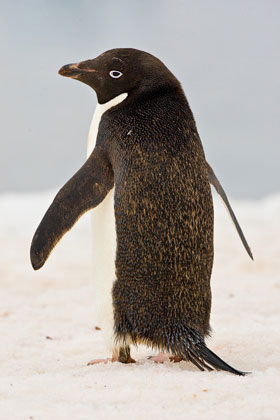 Adelie Penguin Photo @ Kiwifoto.com