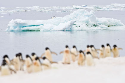 Adelie Penguin Photo @ Kiwifoto.com