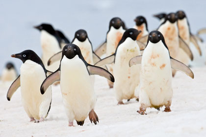 Adelie Penguin Image @ Kiwifoto.com