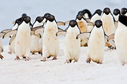 Adelie Penguin Picture @ Kiwifoto.com