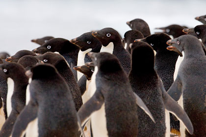 Adelie Penguin Image @ Kiwifoto.com