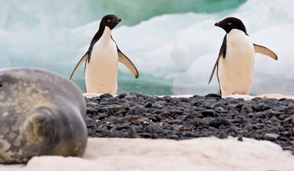 Adelie Penguin Picture @ Kiwifoto.com