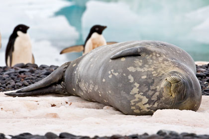 Adelie Penguin (with Weddell Seal)