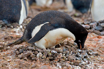 Adelie Penguin Picture @ Kiwifoto.com