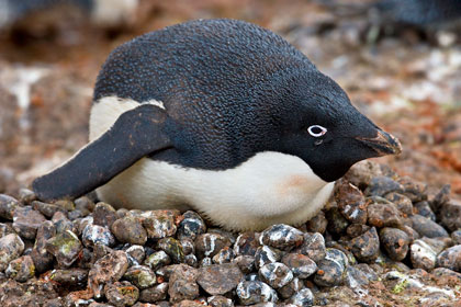 Adelie Penguin Image @ Kiwifoto.com