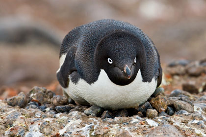 Adelie Penguin Image @ Kiwifoto.com